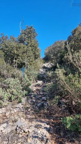 Terrain