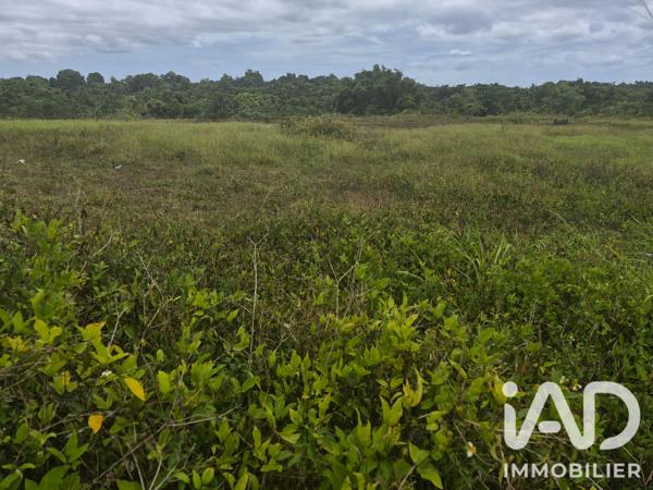 Terrain à vendre 10 000 m² Baie-Mahault