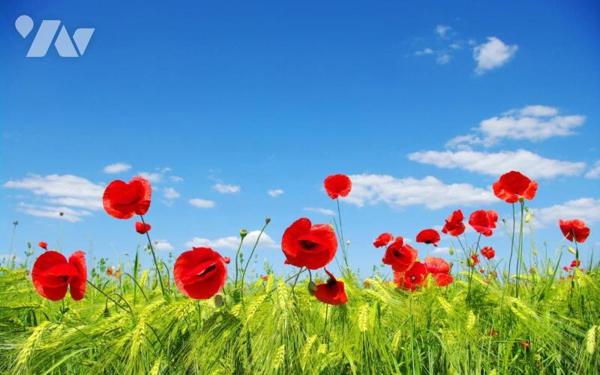 Terrain à bâtir à AUBIGNY