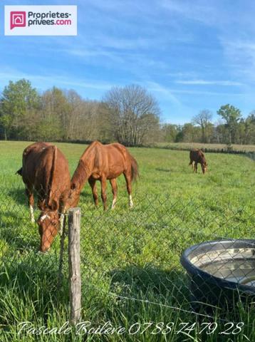 Charmante maison sur sous-sol avec terrain de 16 612 m² (possibilité jusqu'à 7 ha)- MOULIHERNE (49390)