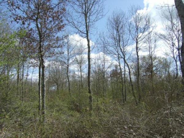 bois de diverses essences