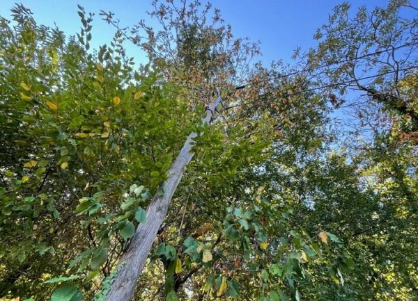 Terrain à vendre    2 049 m2 Coulounieix-Chamiers