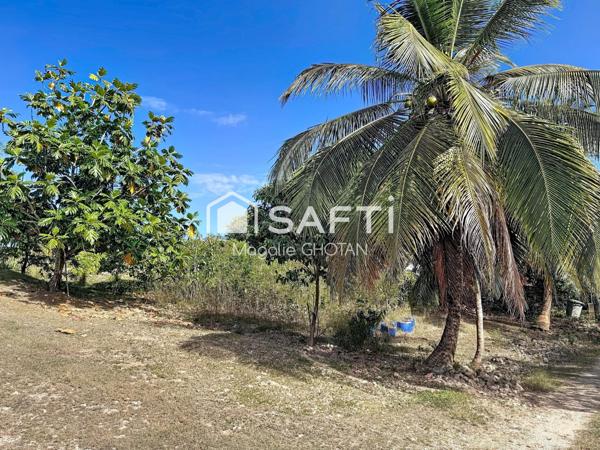 Terrain constructible de 800m2 au Moule
