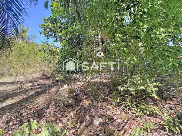 Terrain constructible de 800m2 au Moule