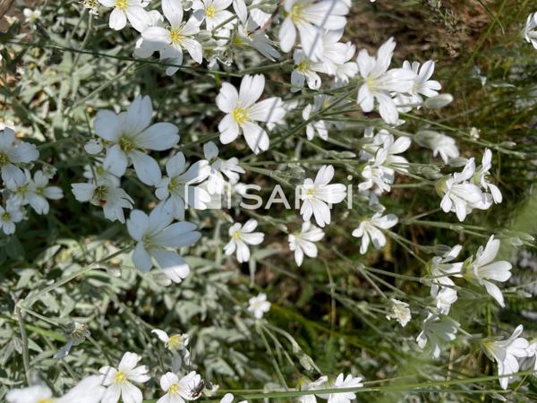 Nid douillet cœur Serre-Chevalier Hautes-Alpes