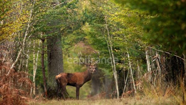 HOTEL RESTAURANT 3* LAMOTTE BEUVRON (41)