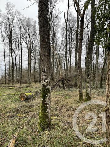 Terrain à vendre  11431 m2 CHATEAUNEUF SUR LOIRE - 45