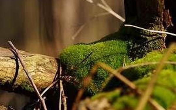 Terrain à vendre    Recloses