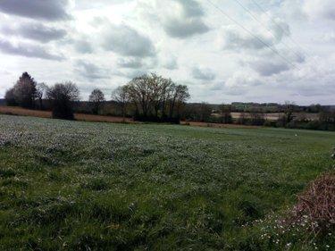 Terrain agricole à vendre à Villaines-la-Juhel en Mayenne (53700), ref : 971 Terrain agricole à vendre à Villaines-la-Juhel en Mayenne (53700), ref : 971