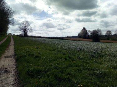 Terrain agricole à vendre à Villaines-la-Juhel en Mayenne (53700), ref : 971 Terrain agricole à vendre à Villaines-la-Juhel en Mayenne (53700), ref : 971