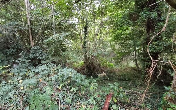 Terrain à vendre    Saint-Priest-Taurion