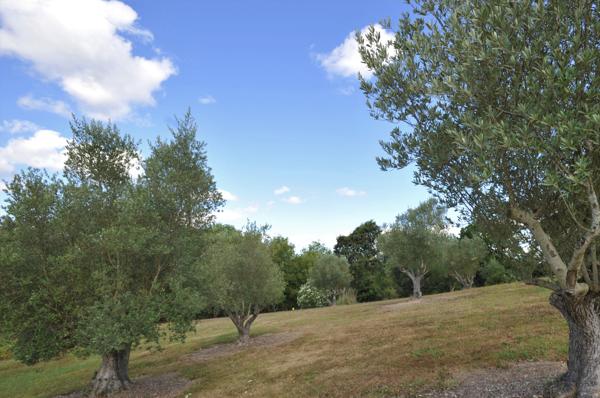 Terrain
