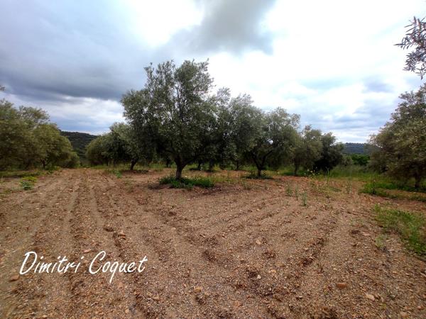 Terrain de 8000 m2 avec 215 oliviers