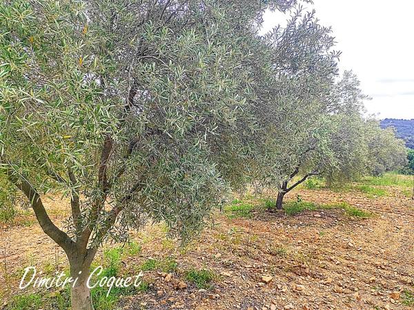 Terrain de 8000 m2 avec 215 oliviers