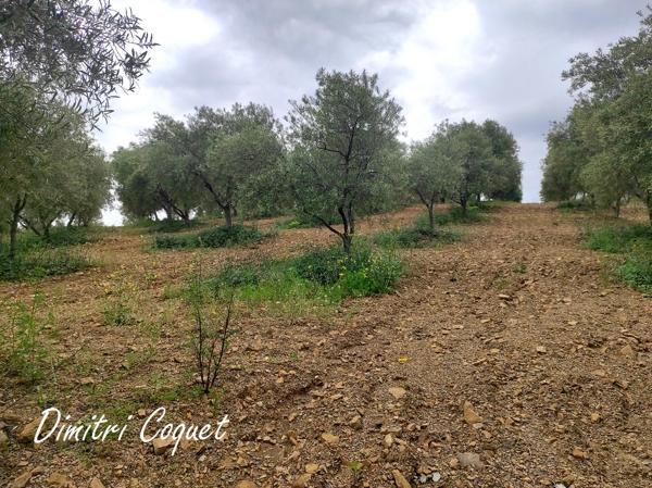 Terrain de 8000 m2 avec 215 oliviers