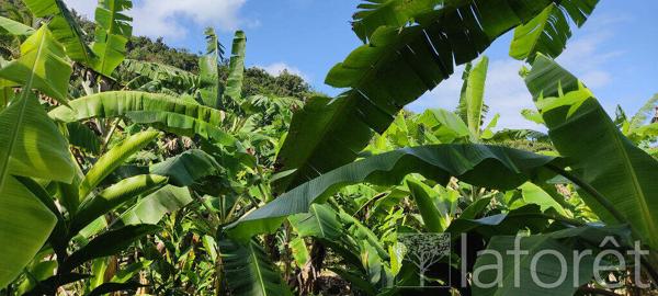 Achat terrain Capesterre-Belle-Eau - 1056 m² - 110 000 €