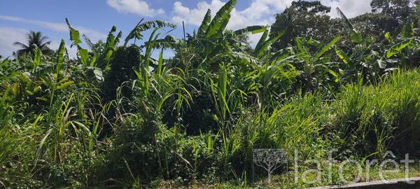 Achat terrain Capesterre-Belle-Eau - 1056 m² - 110 000 €