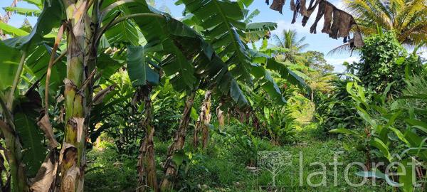 Achat terrain Capesterre-Belle-Eau - 1056 m² - 110 000 €