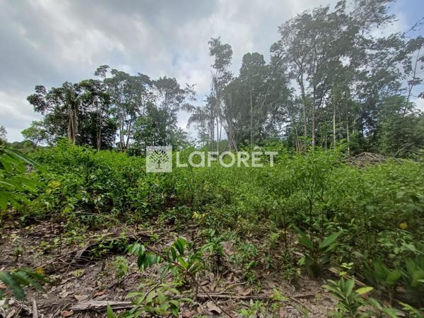 Achat terrain Roura - 25000 m² - 137 500 €