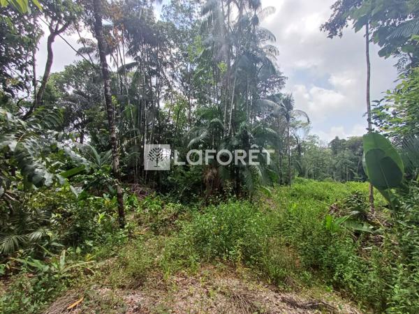 Achat terrain Roura - 25000 m² - 137 500 €