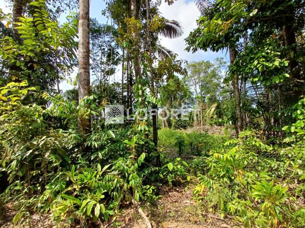 Achat terrain Roura - 25000 m² - 137 500 €