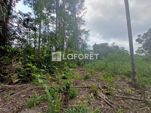 Achat terrain Roura - 25000 m² - 137 500 €