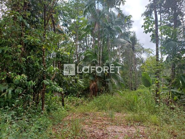 Achat terrain Roura - 25000 m² - 137 500 €