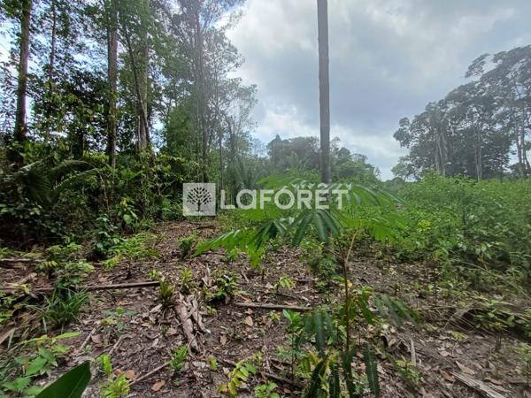 Achat terrain Roura - 25000 m² - 137 500 €