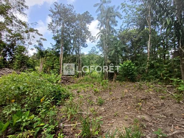 Achat terrain Roura - 25000 m² - 137 500 €