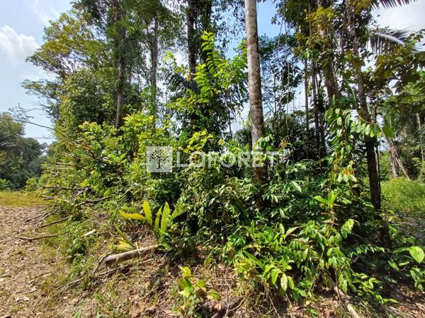 Achat terrain Roura - 25000 m² - 137 500 €