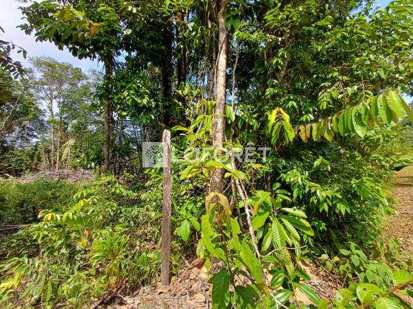 Achat terrain Roura - 25000 m² - 137 500 €