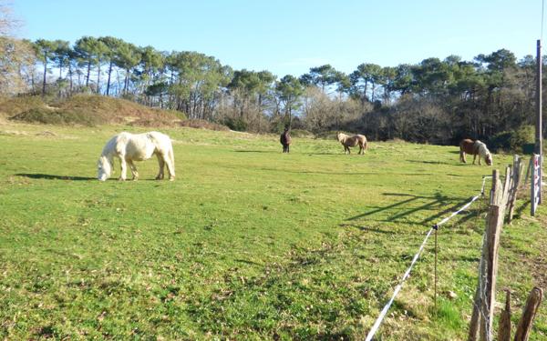 Maison à vendre    4 pièces • 75 m2 Bayonne