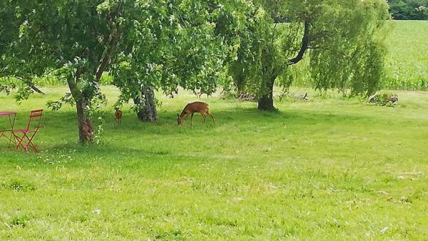 Propriété rare avec vue imprenable sur les Pyrénées