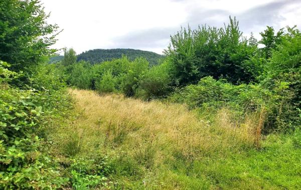 Vente Terrain Colroy-la-roche   