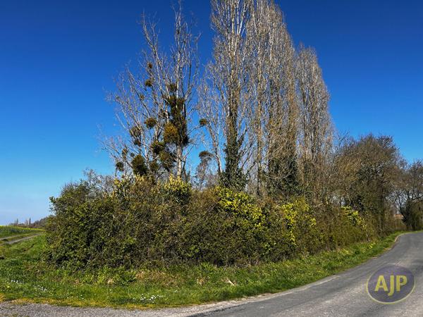 Vente terrain Divatte Sur Loire : 15 000 € - AJP Immobilier Le Loroux-Bottereau