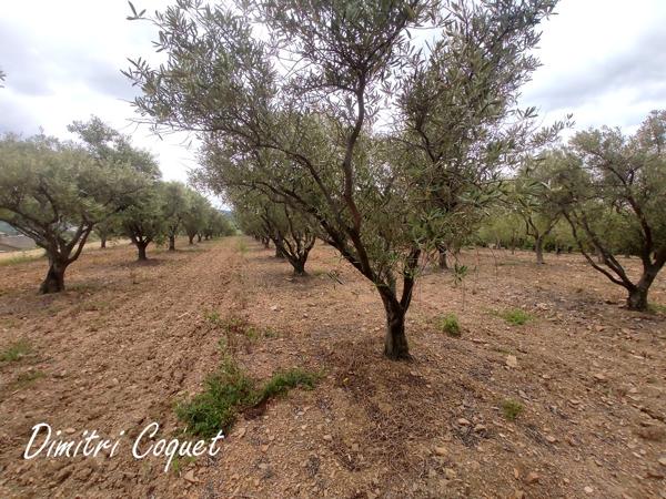 Oliveraie 280 arbres proche Pézenas Hérault