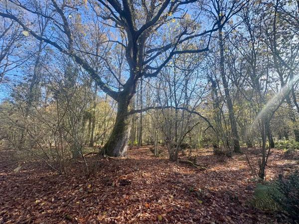 Achat - Terrain de loisirs, bois, étangs La Ferté-Imbault 41300 20 m 2