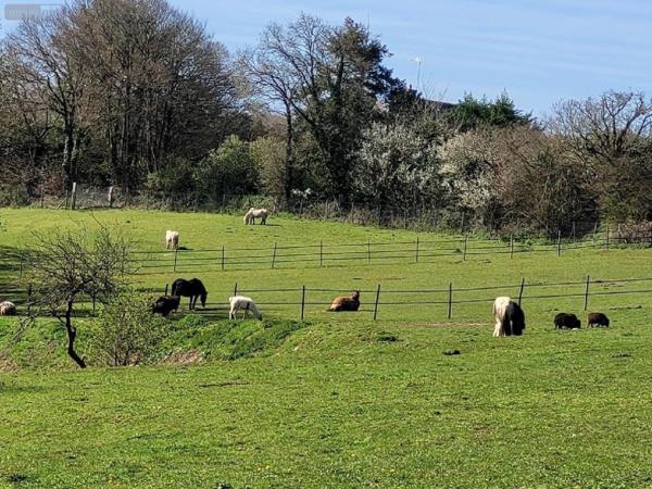 Maison à vendre à Clohars-Carnoët dans le Finistère (29360), ref : 29114-1073561