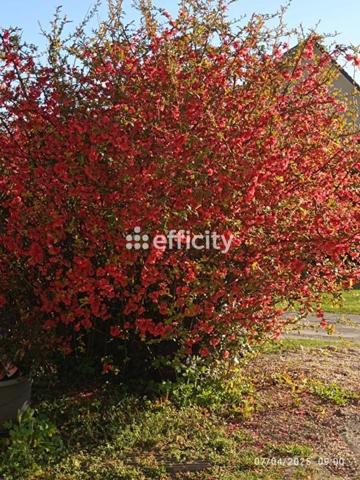 Maison 4 pièces - 102 m² Exclusivité efficity