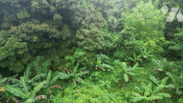 Terrain de 2790m² au LAMENTIN