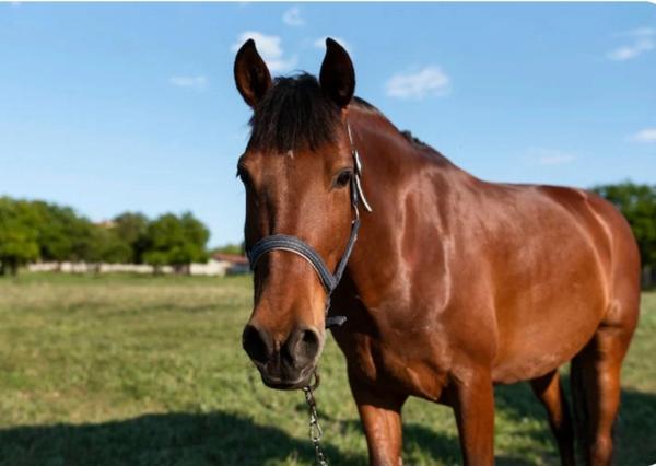 Propriete à vendre 7 pièces proche CHARMES (88) FERME & HANGAR sur 7500 m2 TERRAIN