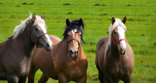 Propriete à vendre 7 pièces proche CHARMES (88) FERME & HANGAR sur 7500 m2 TERRAIN