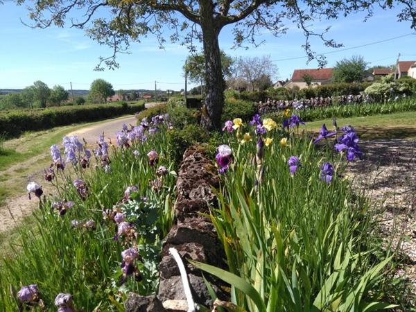 Charmante longère en pierre à vendre à Changy de 200 m2 et ses 2000 Iris