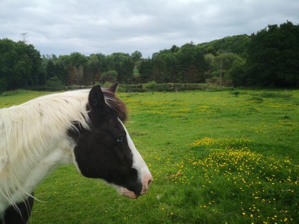 cadre bucolique pour cette Propriete 20e avec dependance en pierre et hangar sur 2 hectares