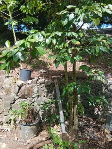 Terrain  ravine vilaine 840m2