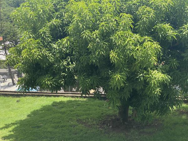 Baillif (97123) Grande Maison familiale