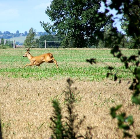 Propriété agricole à vendre 6 pièces, avec grange & ancien séchoir à tabac, sur terrain de 19 ha, à FLEURANCE (32)