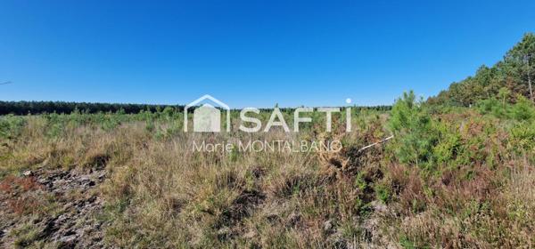 Terrain forestier de 1,5h à Sanguinet