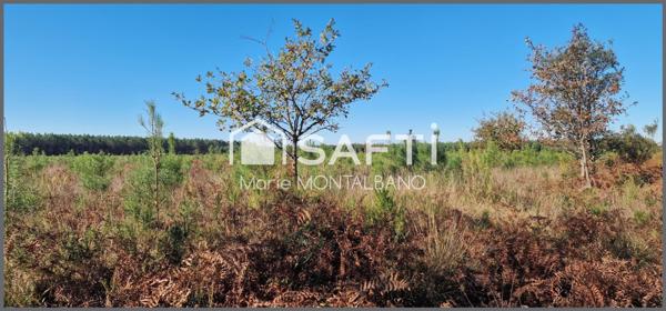 Terrain forestier de 1,5h à Sanguinet