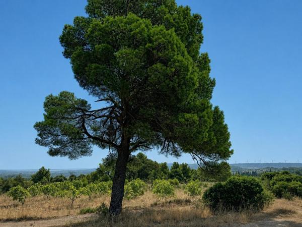 Vue imprenable sur les Corbières, la garrigue, les étangs de Sigean et de La Palme, et, par temps clair, jusqu'à la Méditerranée